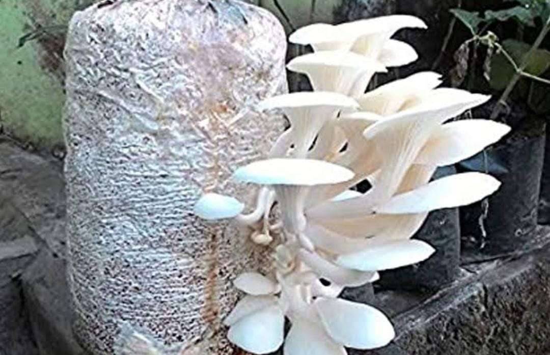 Mushroom: ಅಣಬೆ ಬೇಸಾಯ ತರಬೇತಿ