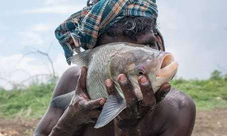 ಹರಿತಲೇಖನಿ ದಿನಕ್ಕೊಂದು ಕಥೆ: ಮಾತಾಡುವ ಮೀನು