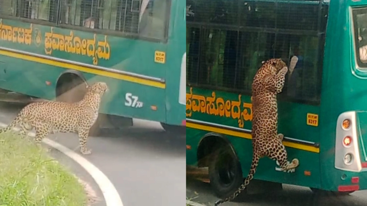 leopard: ನಾನೂ ಬರುವೆ.. ಸಫಾರಿ ಬಸ್ ಏರಿದ ಚಿರತೆ..!| ವಿಡಿಯೋ ನೋಡಿ