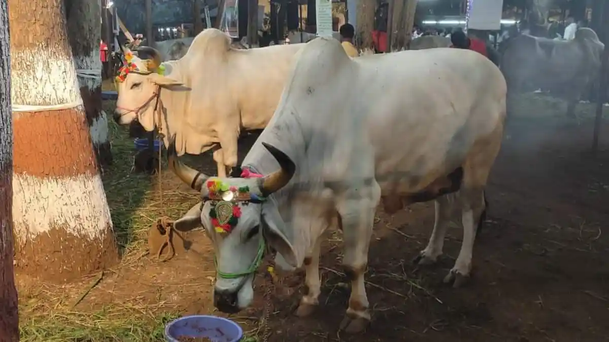 ನ.14 ರಿಂದ 17 ಕೃಷಿ ಮೇಳ: ನೂತನ ತಳಿಗಳ ಬಿಡುಗಡೆ