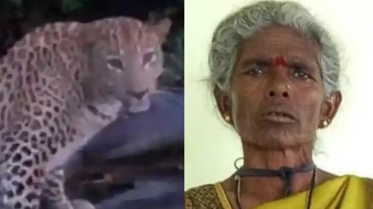 leopard attack ಮಹಿಳೆ ಸಾವು: 15 ಲಕ್ಷ ರೂ. ಪರಿಹಾರ..!