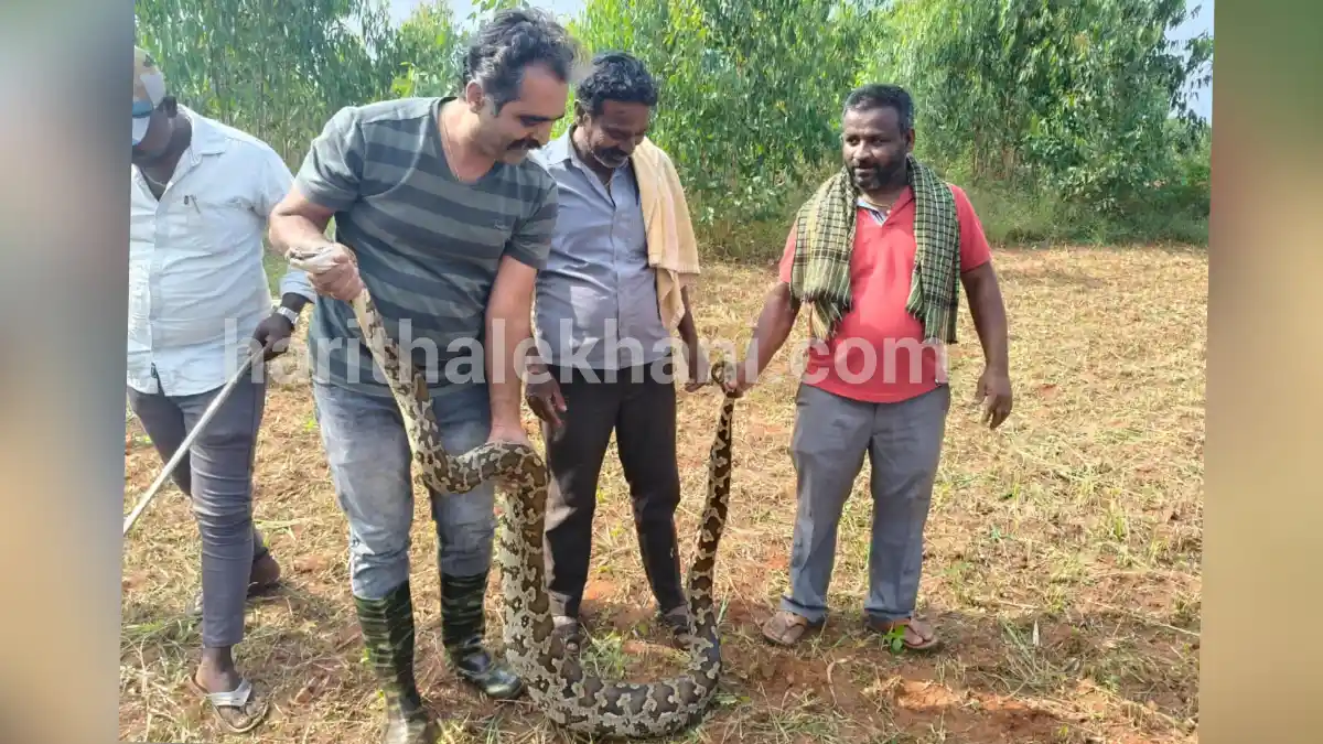 Doddaballapura; ಜೋಳದ ಹೊಲದಲ್ಲಿ ಬೃಹತ್ ಹೆಬ್ಬಾವು..! ರೈತರು ಕಂಗಾಲು| video