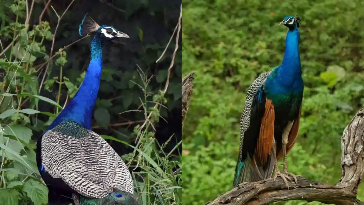 ಹರಿತಲೇಖನಿ ದಿನಕ್ಕೊಂದು ಕಥೆ: ಬಂಗಾರದ ನವಿಲು| peacock