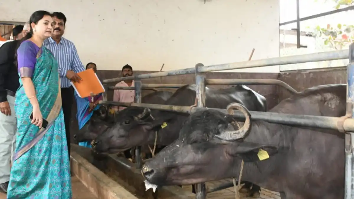 Buffalo; ತೇಗೂರು ಗ್ರಾಮದಲ್ಲಿರುವ ಎಮ್ಮೆ ತಳಿ ಸಂವರ್ಧನಾ ಕೇಂದ್ರಕ್ಕೆ ಜಿಲ್ಲಾಧಿಕಾರಿ ಭೇಟಿ