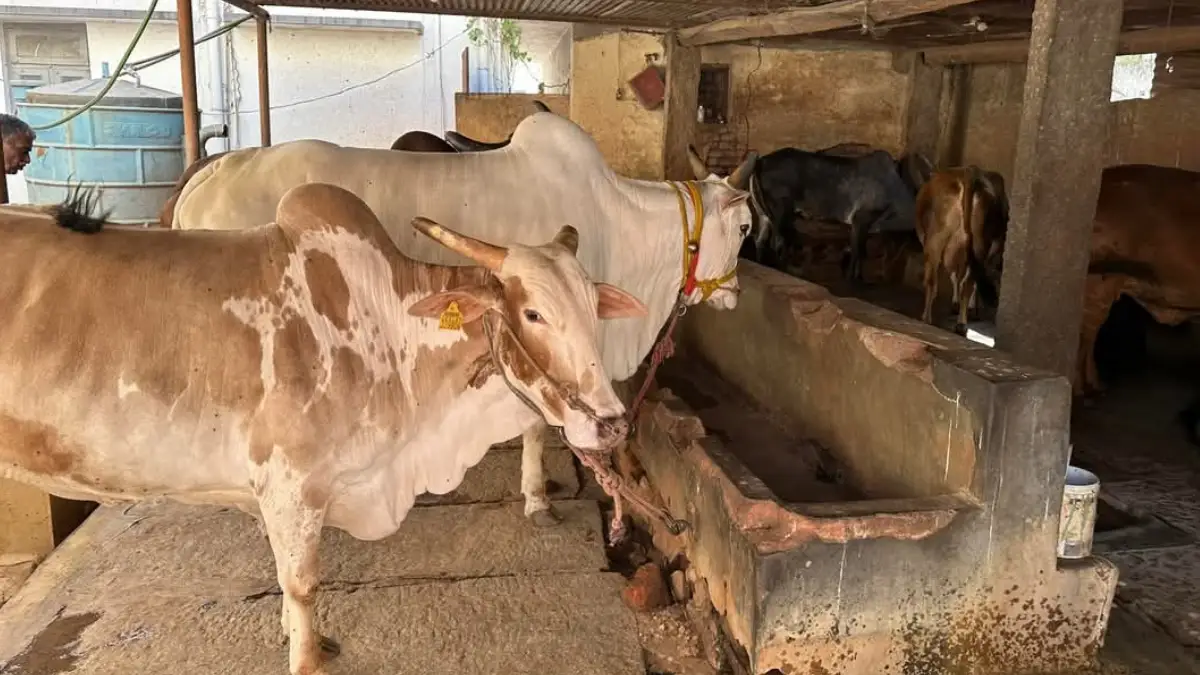ಹಸು ಸಾಕಾಣಿಕೆ & ಎರೆಹುಳುಗೊಬ್ಬರ ತಯಾರಿಕೆ ಉಚಿತ ತರಬೇತಿ