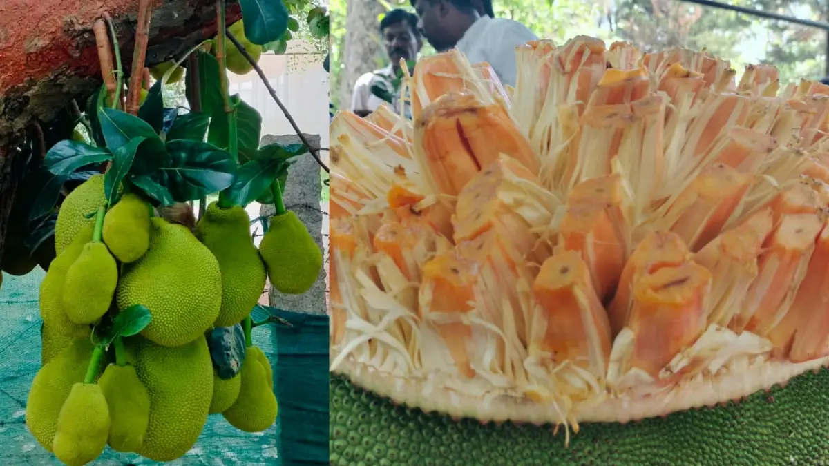 ಗುಡ್ಮಾರ್ನಿಂಗ್ ನ್ಯೂಸ್: ತೂಬಗೆರೆ ಹಲಸು ತಳಿಗಳಿಗೆ ಪೇಟೆಂಟ್..!