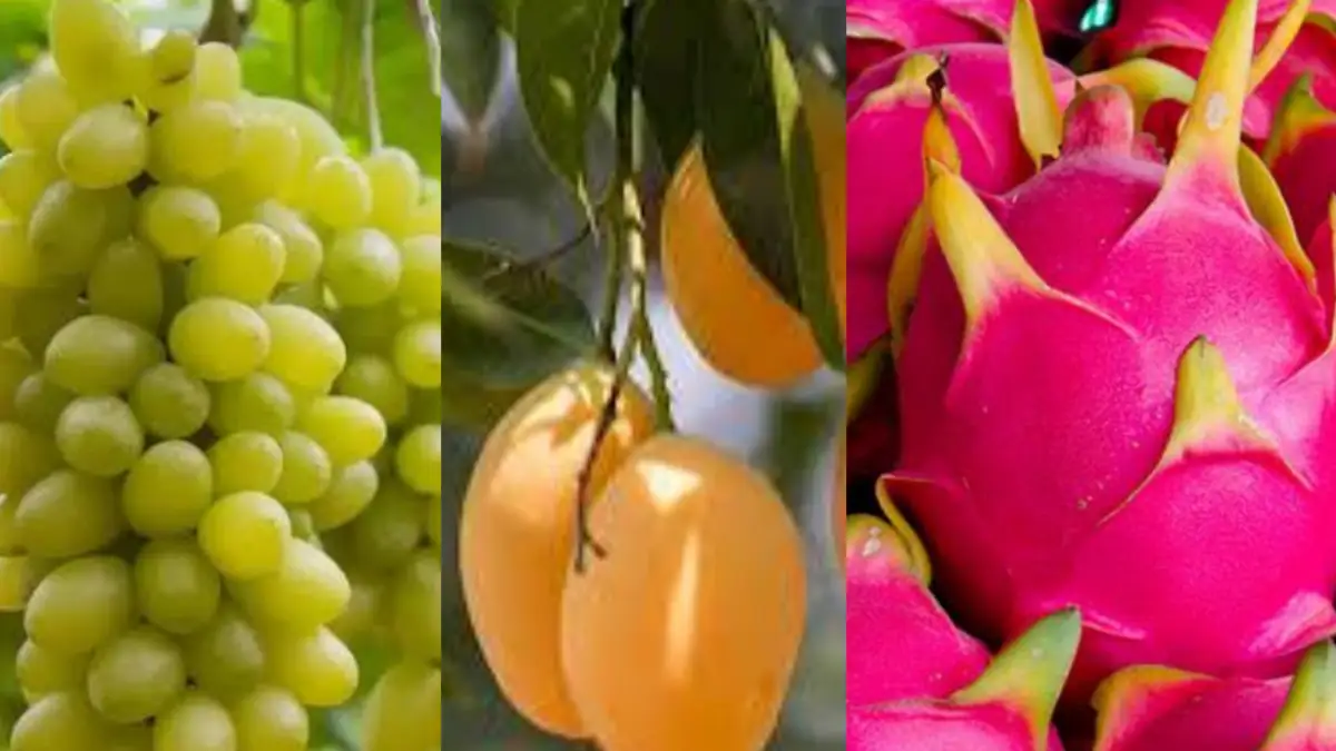 ದೊಡ್ಡಬಳ್ಳಾಪುರ: ತೋಟಗಾರಿಕೆ ಇಲಾಖೆಯಿಂದ ವಿವಿಧ ಬೆಳೆಗಳಿಗೆ ಪ್ರೋತ್ಸಾಹಧನಕ್ಕಾಗಿ ಅರ್ಜಿ ಆಹ್ವಾನ