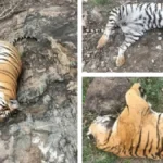 Horrific tragedy; Rare tiger family including mother and 4 cubs dies under suspicious circumstances..!