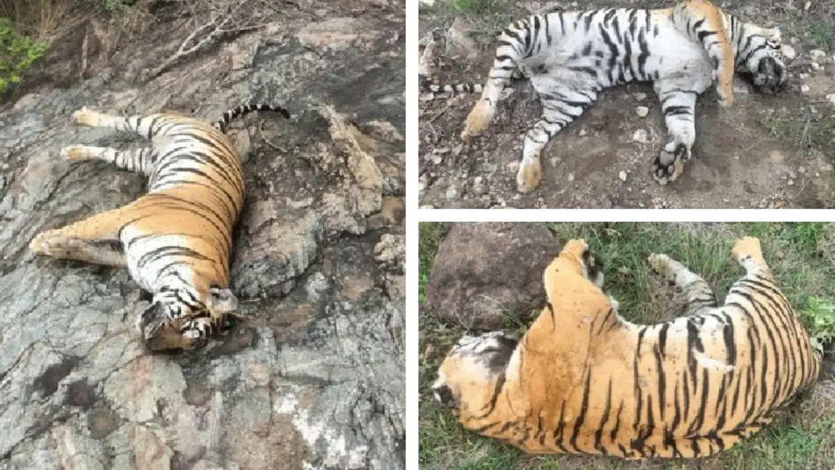Horrific tragedy; Rare tiger family including mother and 4 cubs dies under suspicious circumstances..!