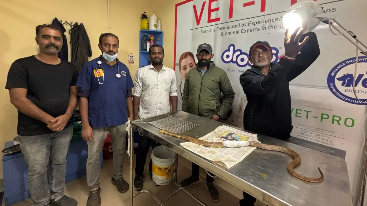 ಗಾಯಗೊಂಡಿದ್ದ ನಾಗರಹಾವಿಗೆ ಯಶಸ್ವಿ ಶಸ್ತ್ರಚಿಕಿತ್ಸೆ..!; Video ನೋಡಿ