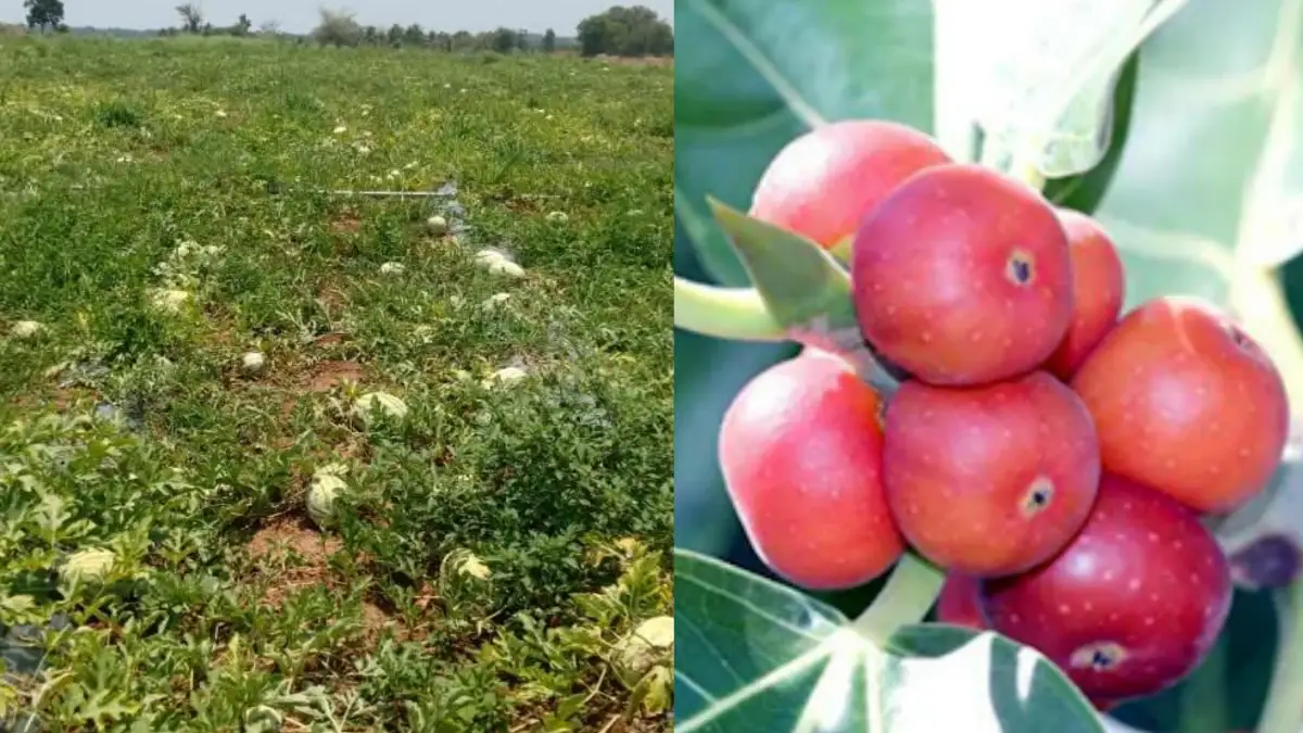 ಹರಿತಲೇಖನಿ ದಿನಕ್ಕೊಂದು ಕಥೆ: ಕುಂಬಳ ಕಾಯಿ ಮತ್ತು ಆಲದ ಹಣ್ಣು