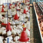 Shravan month: Losses for the chicken and sheep industry