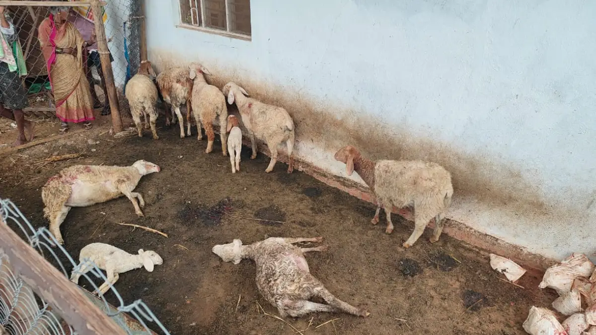 ದೊಡ್ಡಬಳ್ಳಾಪುರ: ಊರಿಗೆ ನುಗ್ಗಿದ ಚಿರತೆ.. 3 ಕುರಿಗಳು ಬಲಿ..!