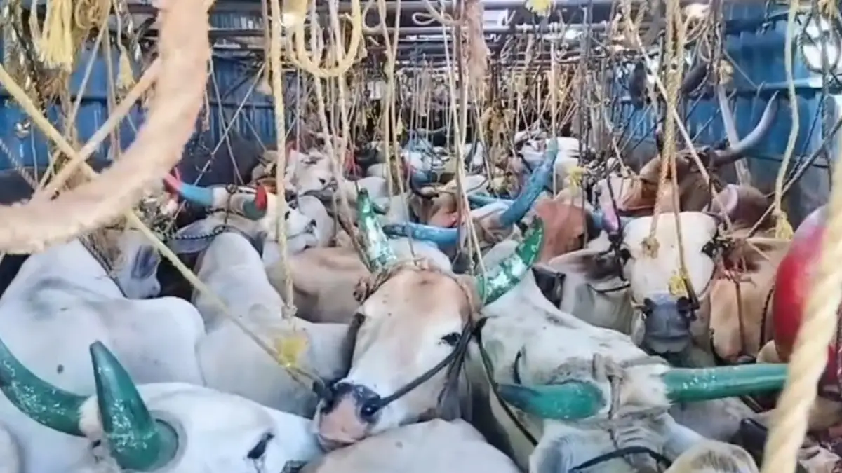 ಕಂಟೇನರ್‌ನಲ್ಲಿ ಸಾಗಿಸುತ್ತಿದ್ದ ಗೋವುಗಳ ರಕ್ಷಣೆ..! Video