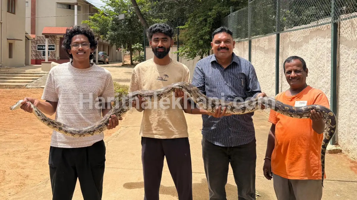 ದೊಡ್ಡಬಳ್ಳಾಪುರ: ಅಡಿಕೆ ತೋಟದಲ್ಲಿ ಬೃಹತ್ ಹೆಬ್ಬಾವು.‌‌. ಹೌಹಾರಿದ ಗ್ರಾಮಸ್ಥರು..!| Video ನೋಡಿ