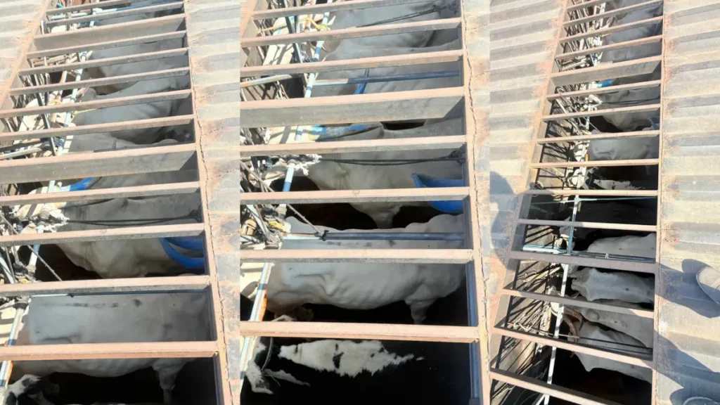 112 police Time consciousness saves 13 cattle