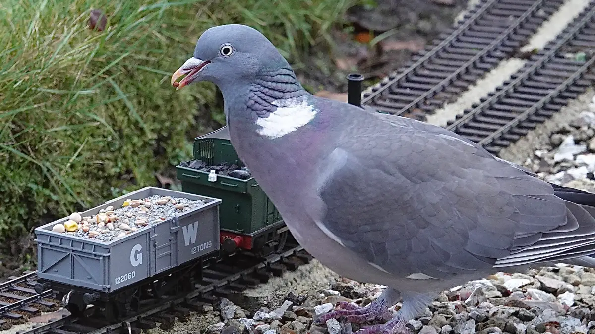 ಹುಷಾರು.. ಪಾರಿವಾಳಗಳಿಗೆ ಎಲ್ಲೆಂದರಲ್ಲಿ ಆಹಾರ ನೀಡಿದರೆ ಜೈಲು ಶಿಕ್ಷೆ..!