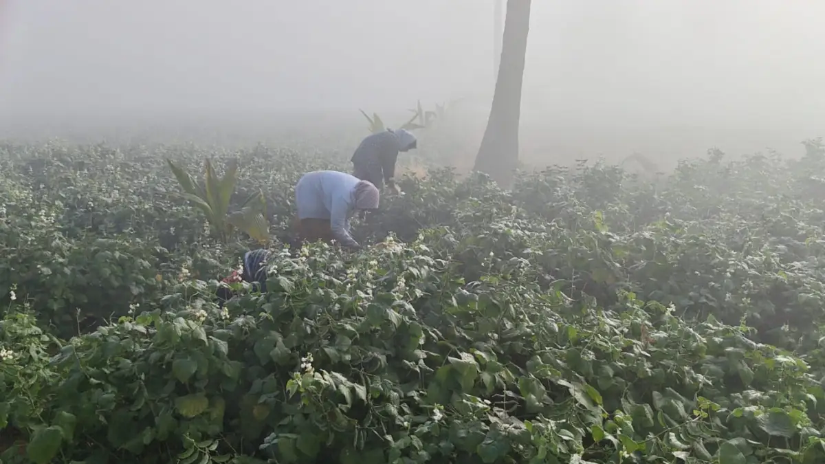 ದೊಡ್ಡಬಳ್ಳಾಪುರ: ಗೌಡಹಳ್ಳಿಯಲ್ಲಿ ಅವರೆಕಾಯಿ ಕಟಾವು ಸಂಭ್ರಮ| Video