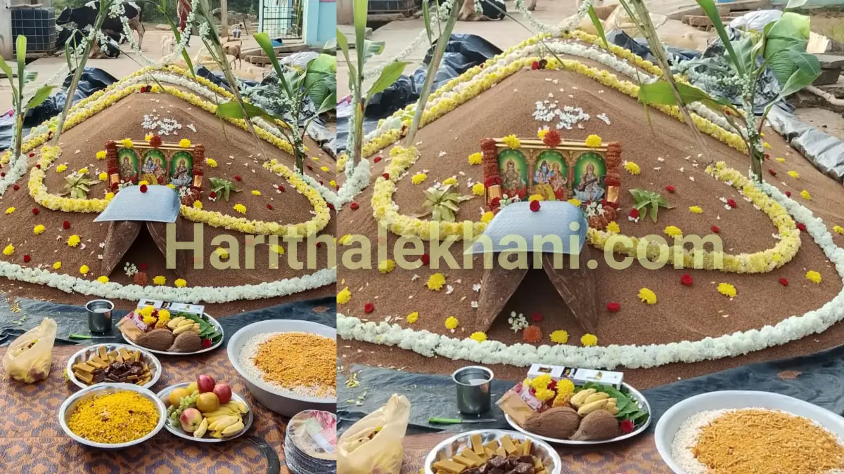 ರೈತ ದಿನಾಚರಣೆ: ದೊಡ್ಡಬಳ್ಳಾಪುರದ ಚಿಕ್ಕನಹಳ್ಳಿಯಲ್ಲಿ ರಾಗಿ ಬೆಳೆಗೆ ವಿಶೇಷ ಪೂಜೆ