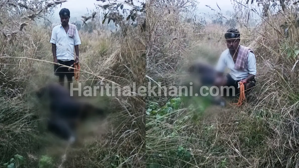 ದೊಡ್ಡಬಳ್ಳಾಪುರ: ಚಿರತೆ ದಾಳಿ… ಹಸು ಸಾವು..!