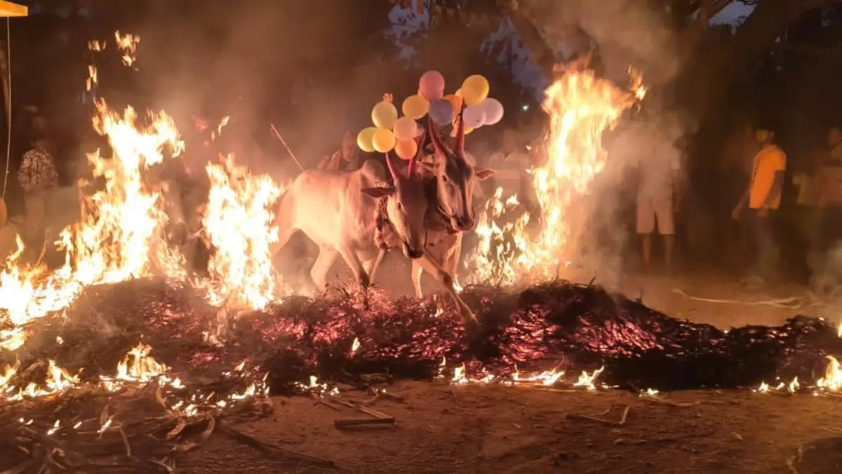 ದೊಡ್ಡಬಳ್ಳಾಪುರದಲ್ಲಿ ಸುಗ್ಗಿ ಹಬ್ಬ ಸಂಕ್ರಾಂತಿಯ ಸಂಭ್ರಮ..