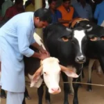 Hulkudi Utsava 2026; Milking competition tomorrow