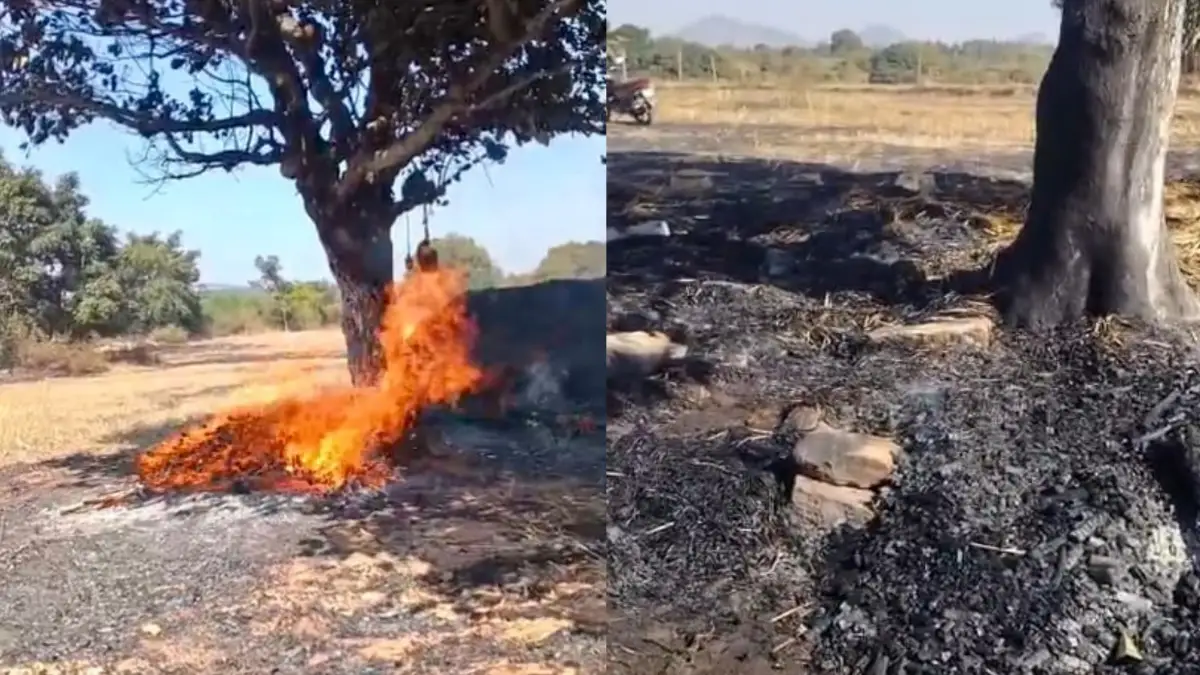 ದೊಡ್ಡಬಳ್ಳಾಪುರ: ಆಕಸ್ಮಿಕ ಬೆಂಕಿ.. ಹುಲ್ಲಿನ ಬಣವೆ, ಹಲಸಿನ ಮರ ಭಸ್ಮ..!| Video