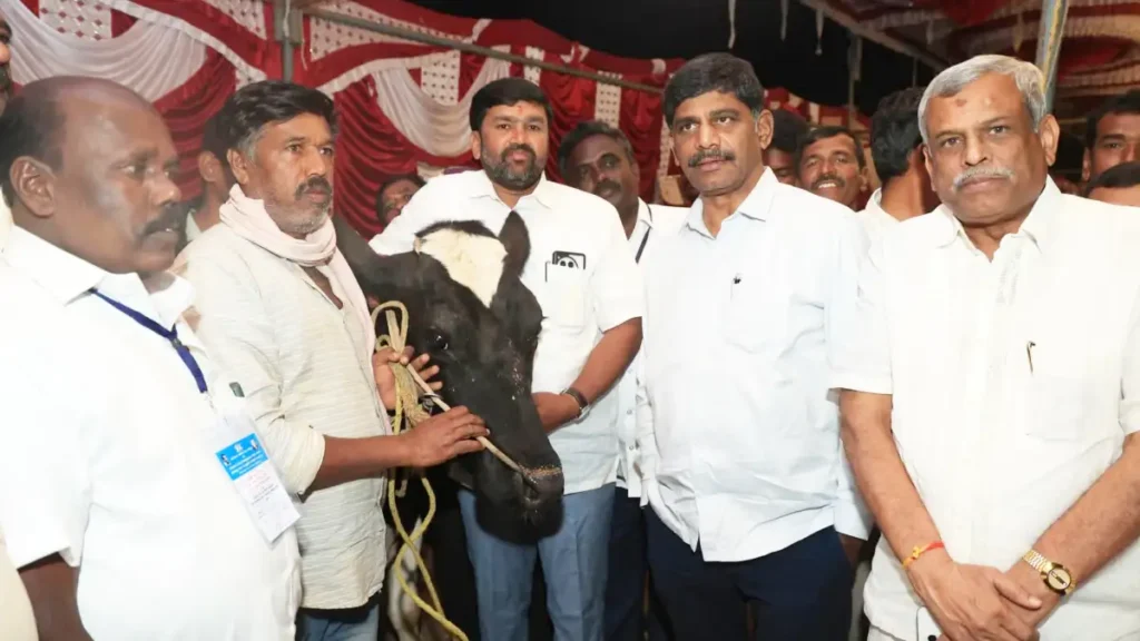 Milking competition in Konaghatta: D.K. Suresh launches