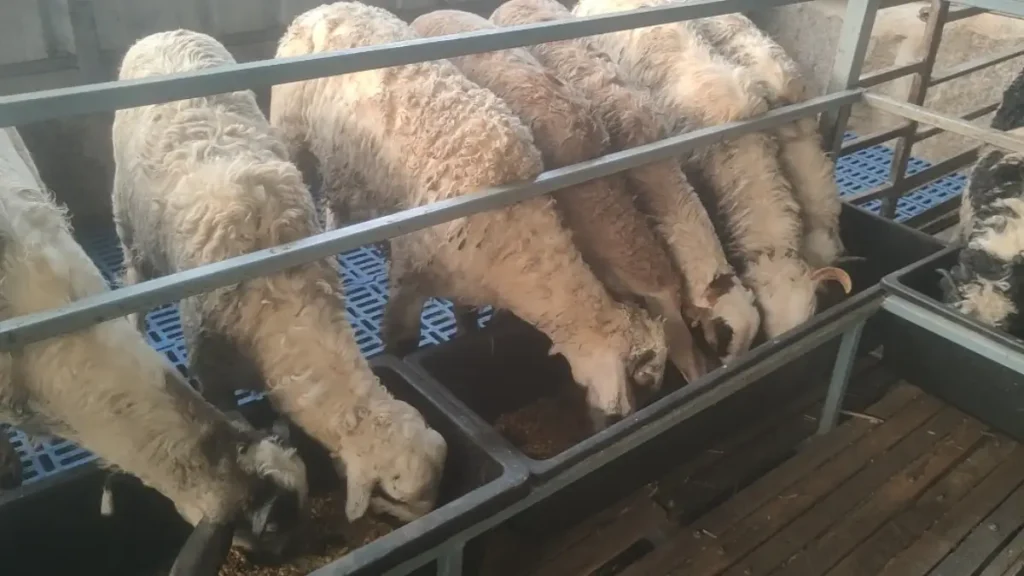 Applications invited for subsidy for distribution of sheep/goat units