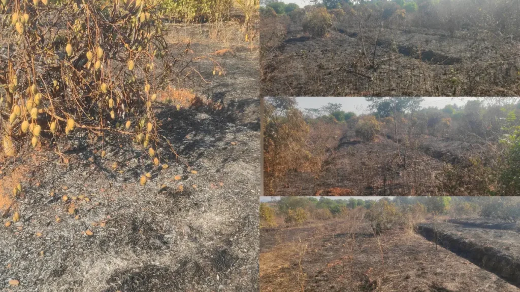 Doddaballapura: Short circuit.. More than 40 acres of crops burnt..!