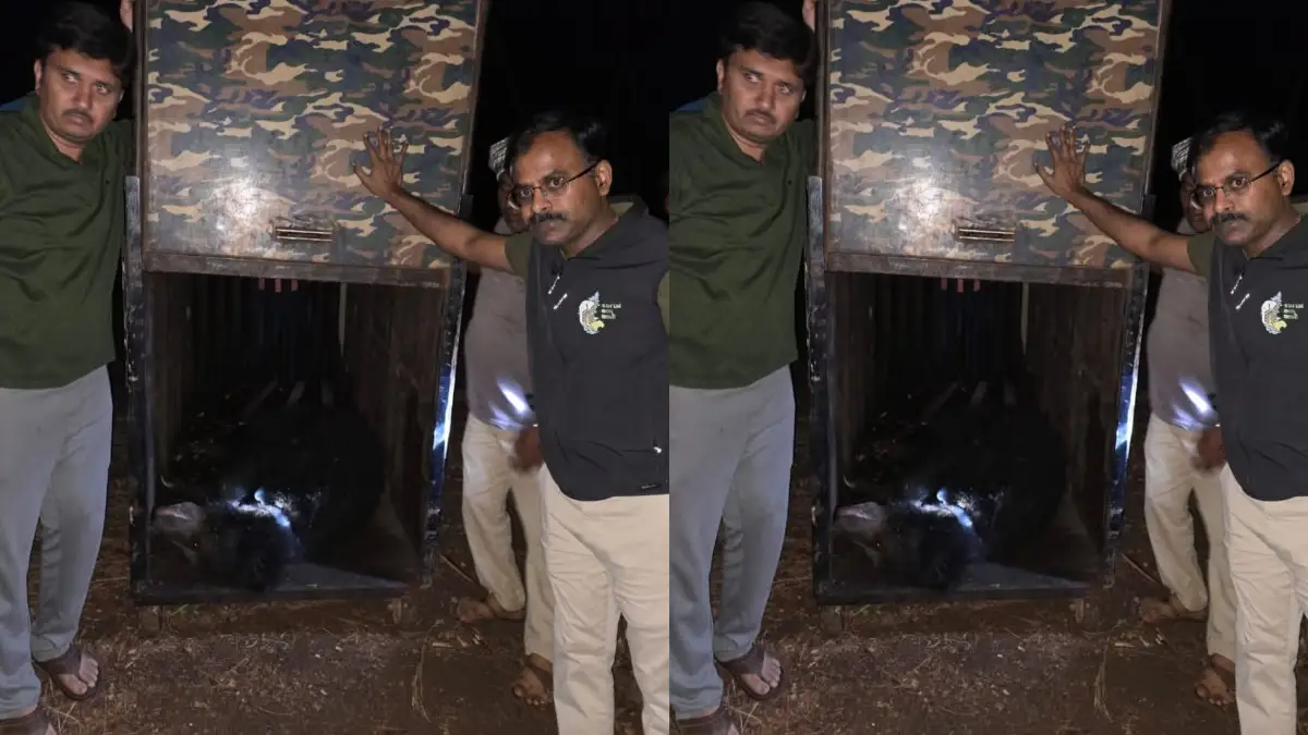 ಮೂರು ಕರಡಿಗಳ ಯಶಸ್ವಿ ಸೆರೆ 1 Successful capture of three bears