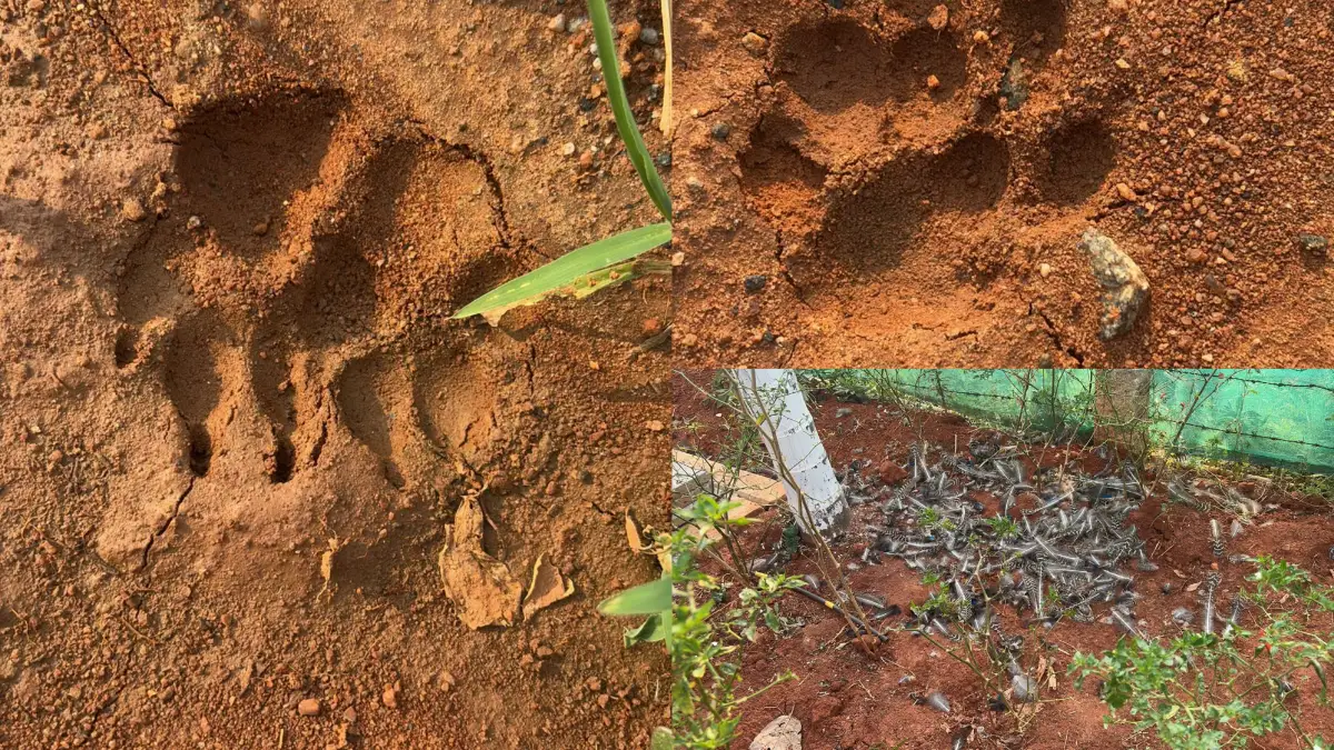 ದೊಡ್ಡಬಳ್ಳಾಪುರ: ಹೊಸಹುಡ್ಯ ಗ್ರಾಮಸ್ಥರಿಗೆ ಚಿರತೆ ಆತಂಕ..!